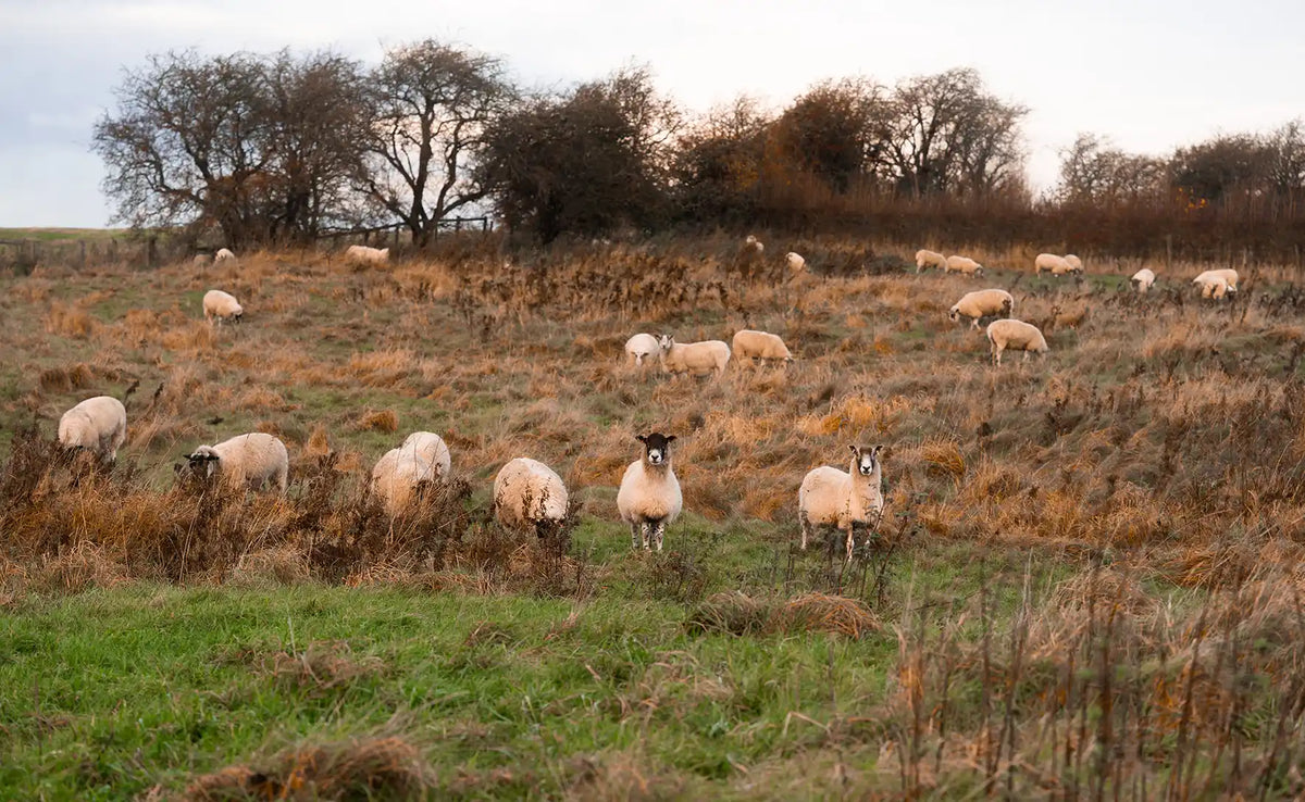 Wol als natuurlijk comfortmateriaal in matrassen