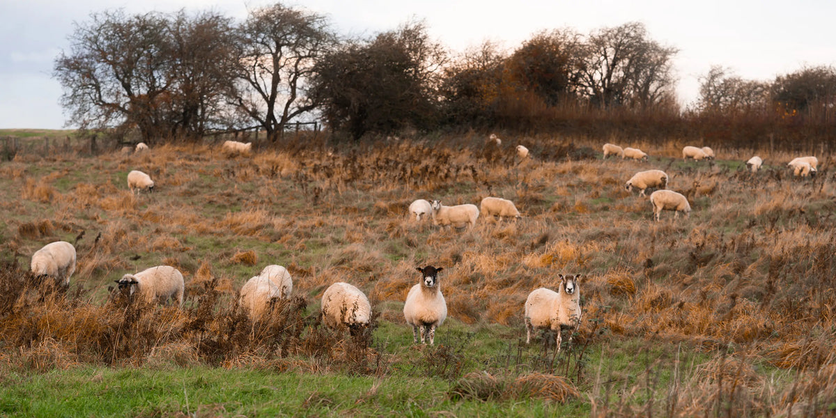 Schapen in een groen Engels landschap
